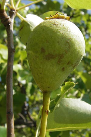 Pyrus pyraster \ Wild-Birne, Holz-Birne / Wild Pear, D Thüringen, Drei Gleichen 6.8.2013