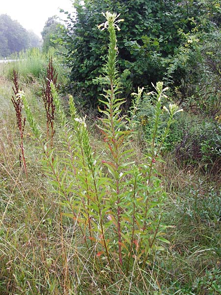 Oenothera pycnocarpa \ Dickfrchtige Nachtkerze / Late-Blooming Evening Primrose, D Graben-Neudorf 21.7.2014