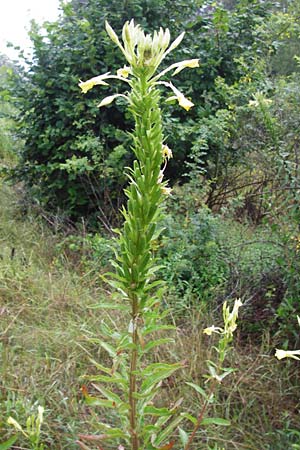 Oenothera pycnocarpa \ Dickfrchtige Nachtkerze / Late-Blooming Evening Primrose, D Graben-Neudorf 21.7.2014