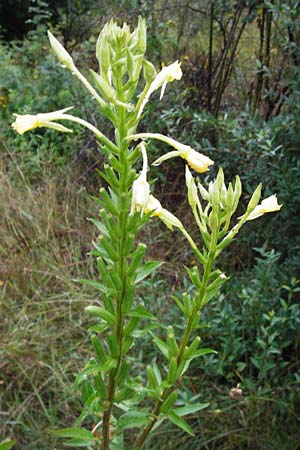 Oenothera pycnocarpa \ Dickfrchtige Nachtkerze / Late-Blooming Evening Primrose, D Graben-Neudorf 21.7.2014