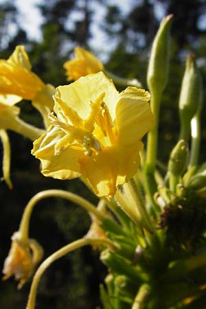 Oenothera pycnocarpa \ Dickfrchtige Nachtkerze / Late-Blooming Evening Primrose, D Graben-Neudorf 24.7.2014