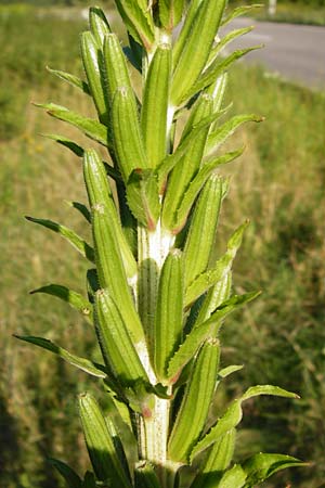 Oenothera pycnocarpa \ Dickfrchtige Nachtkerze / Late-Blooming Evening Primrose, D Graben-Neudorf 24.7.2014