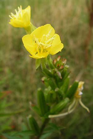 Oenothera pycnocarpa \ Dickfrchtige Nachtkerze / Late-Blooming Evening Primrose, D Graben-Neudorf 28.7.2014