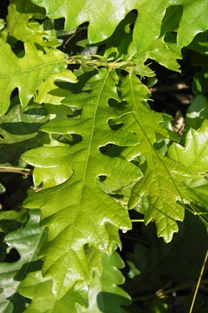 Quercus cerris \ Zerr-Eiche / Turkey Oak, D Hanau 13.7.2013