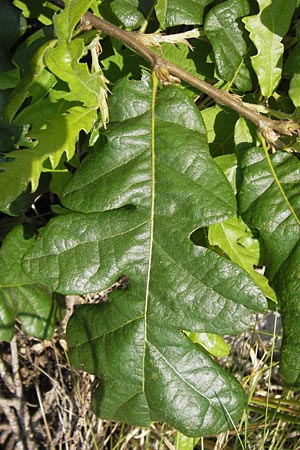 Quercus cerris \ Zerr-Eiche / Turkey Oak, D Hanau 13.7.2013