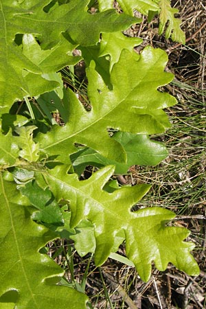 Quercus cerris \ Zerr-Eiche / Turkey Oak, D Hanau 13.7.2013