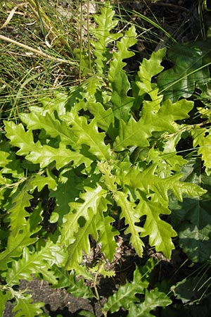 Quercus cerris \ Zerr-Eiche / Turkey Oak, D Hanau 13.7.2013