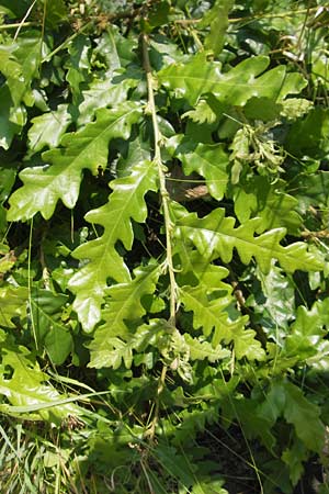 Quercus cerris \ Zerr-Eiche / Turkey Oak, D Hanau 13.7.2013