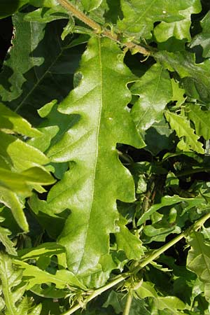 Quercus cerris \ Zerr-Eiche / Turkey Oak, D Hanau 13.7.2013