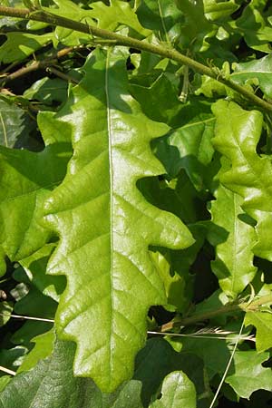 Quercus cerris \ Zerr-Eiche / Turkey Oak, D Hanau 13.7.2013