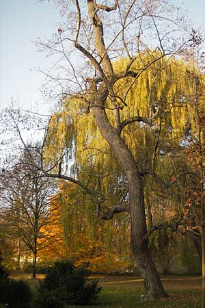 Quercus frainetto \ Ungarische Eiche / Hungarian Oak, Italian Oak, D Schwetzingen, Schloßpark 13.11.2011