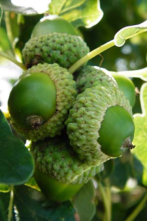 Quercus petraea \ Trauben-Eiche / Sessile Oak, D Rheinhessen, Wonsheim 17.8.2014
