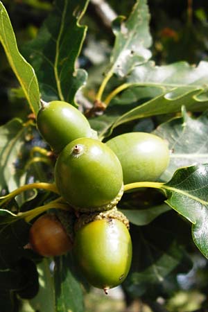Quercus petraea \ Trauben-Eiche / Sessile Oak, D Rheinhessen, Wonsheim 17.8.2014