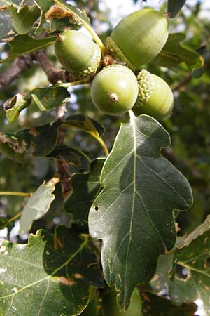 Quercus petraea \ Trauben-Eiche / Sessile Oak, D Rheinhessen, Wonsheim 17.8.2014