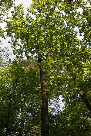 Quercus rubra \ Rot-Eiche / Northern Red Oak, D Sandhausen 2.5.2009