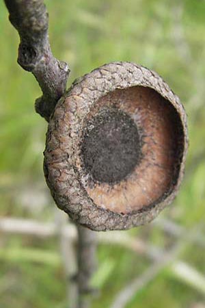 Quercus palustris \ Sumpf-Eiche, Nagel-Eiche / Pin Oak, D Viernheim 16.5.2009