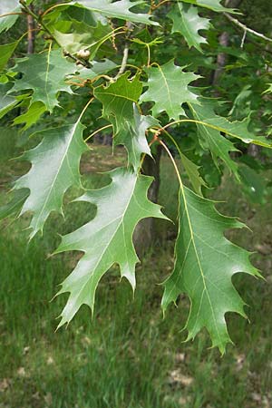 Quercus palustris \ Sumpf-Eiche, Nagel-Eiche / Pin Oak, D Viernheim 16.5.2009
