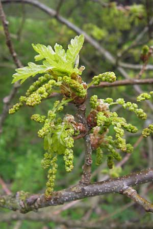 Quercus pubescens \ Flaum-Eiche / White Oak, D Thüringen, Drei Gleichen 7.5.2013