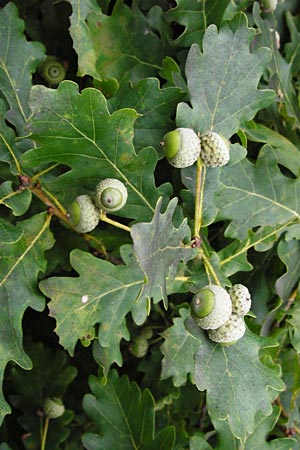 Quercus robur \ Stiel-Eiche / Common Oak, D Philippsburg 12.7.2014