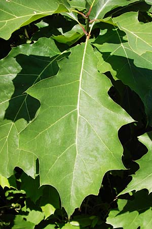Quercus rubra \ Rot-Eiche / Northern Red Oak, D Graben-Neudorf 19.7.2014