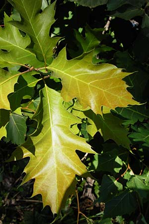 Quercus rubra \ Rot-Eiche / Northern Red Oak, D Graben-Neudorf 19.7.2014
