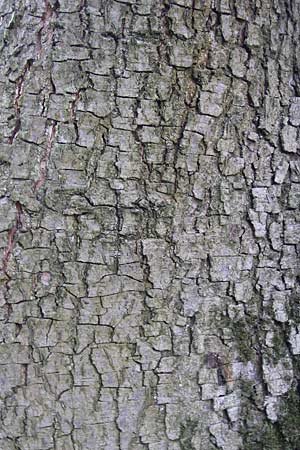 Quercus x turneri \ Wintergrne Eiche / Turner's Oak, D Weinheim an der Bergstraße, Botan. Gar.  Hermannshof 18.10.2012