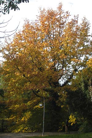 Quercus palustris \ Sumpf-Eiche, Nagel-Eiche / Pin Oak, D Karlsruhe 29.10.2011