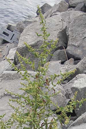 Rumex conglomeratus \ Knuelbltiger Ampfer / Whorled Dock, D Mannheim 4.6.2011