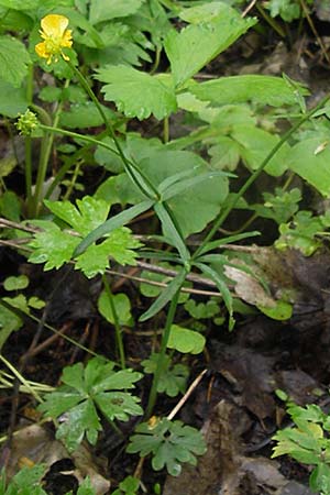 Ranunculus stricticaulis s.l. \ Aufrechter Gold-Hahnenfu� / Upright Goldilocks, D Gerolzhofen-Sulzheim 5.5.2013
