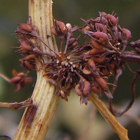 Rumex palustris \ Sumpf-Ampfer / Marsh Dock, D Bobenheim-Roxheim 4.9.2013