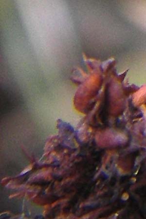 Rumex palustris \ Sumpf-Ampfer / Marsh Dock, D Bobenheim-Roxheim 4.9.2013