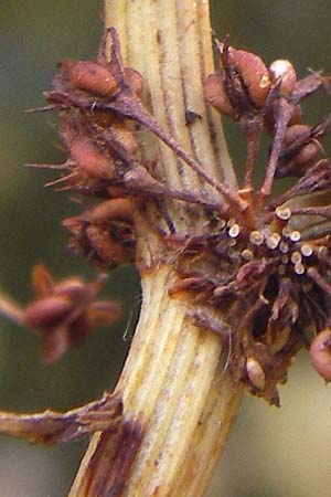 Rumex palustris \ Sumpf-Ampfer / Marsh Dock, D Bobenheim-Roxheim 4.9.2013