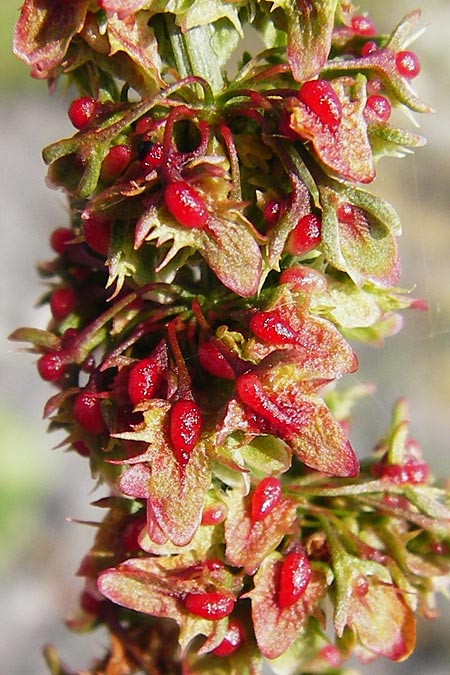 Rumex conglomeratus x obtusifolius subsp. sylvestris \ Ampfer-Hybride / Hybrid Dock, D Worms 1.7.2014