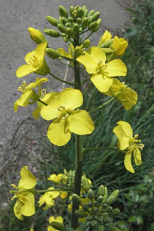 Brassica napus \ Raps / Oilseed Rape, Rapeseed, D Bürstadt 29.4.2006