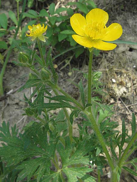 Ranunculus bulbosus \ Knolliger Hahnenfu / Bulbous Buttercup, D Bruchsal 7.5.2006