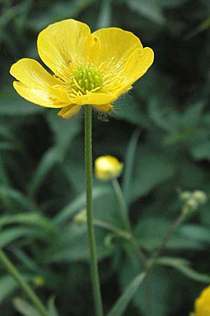 Ranunculus acris subsp. friesianus \ Scharfer Hahnenfu / Meadow Buttercup, D Odenwald, Nieder-Ramstadt 9.5.2006