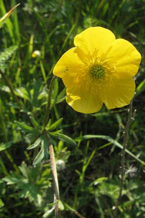 Ranunculus acris subsp. friesianus \ Scharfer Hahnenfu / Meadow Buttercup, D Bruchsal 11.5.2006