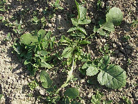 Raphanus raphanistrum subsp. raphanistrum \ Hederich, Acker-Rettich / Wild Radish, D Bruchsal 11.5.2006