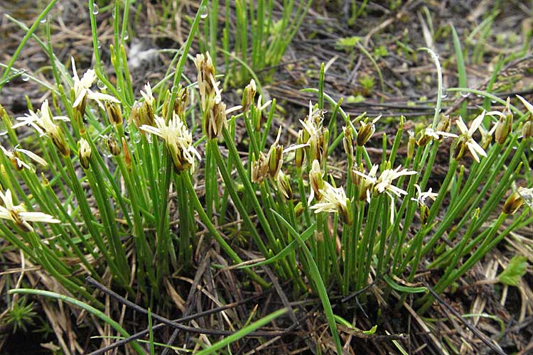 Trichophorum cespitosum subsp. germanicum \ Deutsche Rasenbinse / Deer Grass, D Schwarzwald/Black-Forest, Ruhestein 13.5.2006