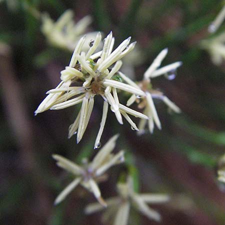 Trichophorum cespitosum subsp. germanicum \ Deutsche Rasenbinse / Deer Grass, D Schwarzwald/Black-Forest, Ruhestein 13.5.2006