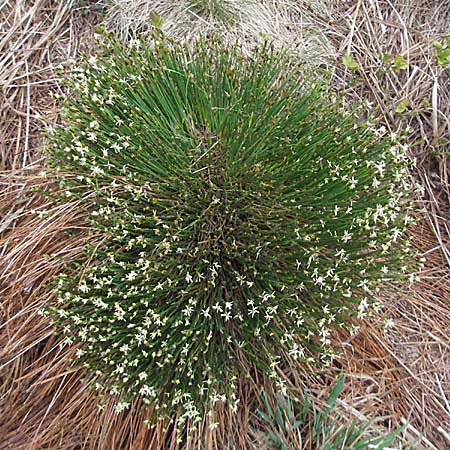 Trichophorum cespitosum subsp. germanicum \ Deutsche Rasenbinse / Deer Grass, D Schwarzwald/Black-Forest, Ruhestein 13.5.2006