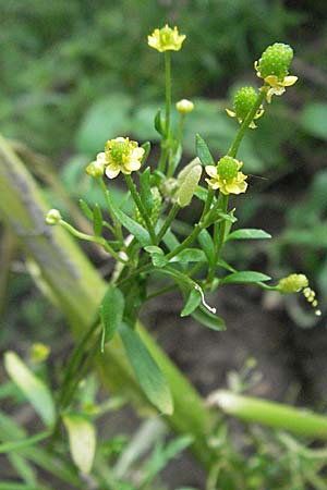 Ranunculus sceleratus \ Gift-Hahnenfu / Celery-Leaved Buttercup, D Weinheim an der Bergstraße 10.7.2006
