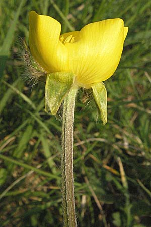 Ranunculus bulbosus \ Knolliger Hahnenfu / Bulbous Buttercup, D Weinheim an der Bergstraße 2.4.2007
