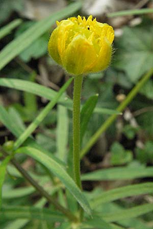 Ranunculus gratiosus \ Geflliger Gold-Hahnenfu / Pleasing Goldilocks, D Hambrücken 7.4.2007