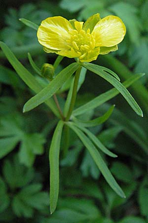 Ranunculus gratiosus, Pleasing Goldilocks Ranunculus gratiosus, Pleasing Goldilocks