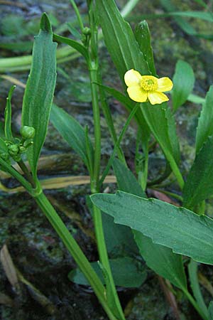 Ranunculus flammula \ Brennender Hahnenfu / Lesser Spearwort, D Odenwald, Schönau 26.4.2007