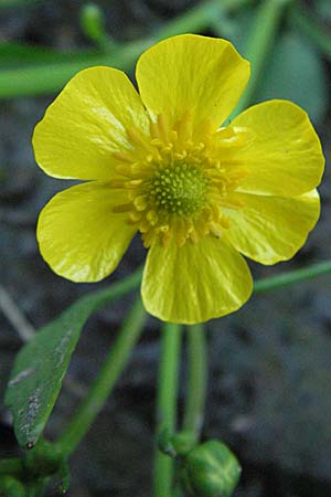 Ranunculus flammula \ Brennender Hahnenfu / Lesser Spearwort, D Odenwald, Schönau 26.4.2007