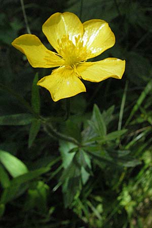 Ranunculus montanus \ Berg-Hahnenfu / Mountain Buttercup, D Schwarzwald/Black-Forest, Feldberg 24.6.2007