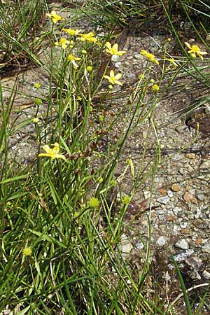 Ranunculus flammula \ Brennender Hahnenfu / Lesser Spearwort, D Schwarzwald/Black-Forest, Feldberg 24.6.2007