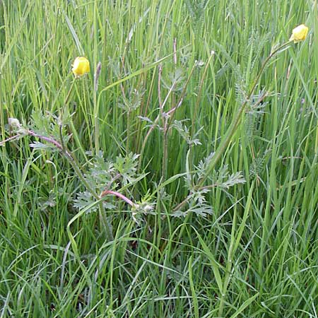 Ranunculus bulbosus \ Knolliger Hahnenfu / Bulbous Buttercup, D Mannheim 1.5.2008